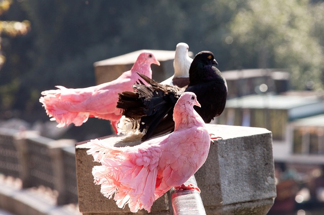 现了出色的 现了出色的
